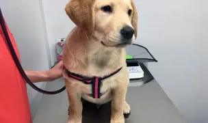 INOVET CARE — Cabinete Veterinare, Piatra Neamț