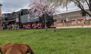 Isa fan club — Dog Walking, Iasi