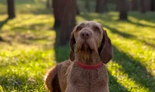 Iuliu Prodan Park — Dog Parks, Cluj