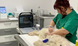 IzaVet — Cabinete Veterinare, Miroslava, Iași