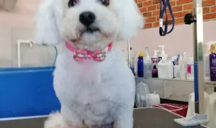Jacqueline&CHASE -coafor canin și felin — Salon Câini & Pisici, Vladimirescu, Arad