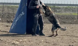K9 Hotel - Pensiune canină - Bacău — Hoteluri pentru Animale, Bacău
