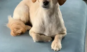 Kairo Groom — Dog & Cat Salon, Timișoara