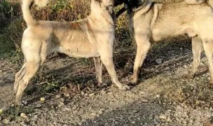 Kangal Comani — Crescători Câini, Olt