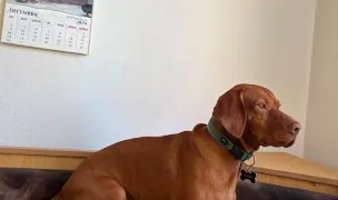 Karma Dog Hotel - Gradinita si Hotel Caini — Hoteluri pentru Animale, Mediaș, Sibiu