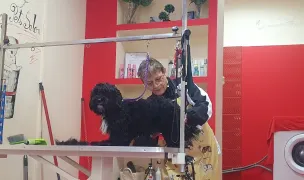 King Pet Salon — Pet Shop, Sectorul 5, București