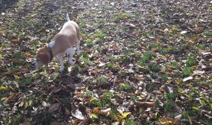 Kővári Park — Dog Parks, Cluj