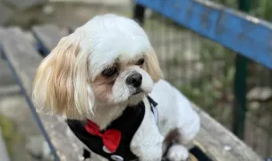 La Petrica-Frizerie canină craiova — Salon Câini & Pisici, Craiova, Dolj