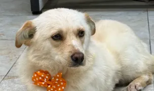 Laika — Salon Câini & Pisici, Craiova, Dolj