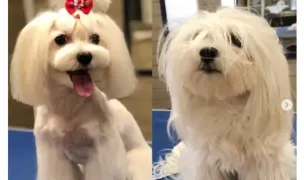 Lori's Pet Grooming — Dog & Cat Salon, Constanta