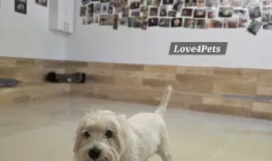 Love4Pets Pensiune canina / Pet sitter — Pet Hotels, Buftea, Ilfov