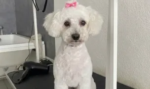 Lumea lui Avy — Salon Câini & Pisici, Craiova, Dolj