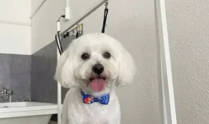 Lumea lui Avy — Salon Câini & Pisici, Craiova, Dolj
