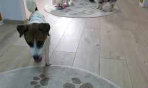 Luna Pet Hotel — Hoteluri pentru Animale, Craiova, Dolj