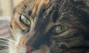 Madera Essence Pet Resort - Cazare Animale companie — Hoteluri pentru Animale, Chiajna, Ilfov