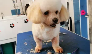 Maffy Pet Salon — Salon Câini & Pisici, Pitești, Argeș