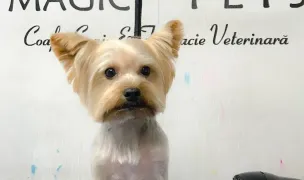 Magic Pets House - Salon & Academy — Salon Câini & Pisici, Municipiul Iași, Iași