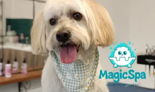 Magic spa — Dog & Cat Salon, Timișoara