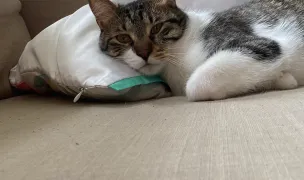 Maison Meow — In-Home Pet Sitting, Cluj