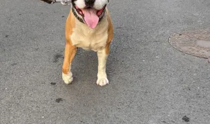 Majestic Paws 🐾 — In-Home Pet Sitting, Tămăoani, Galați