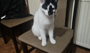 Maria Pet sitter — Pet Sitting la Domiciliu, Sectorul 4, București
