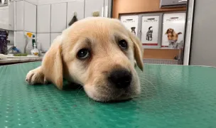 Medicalvet - Dr. Caliga, medic veterinar — Spitale Veterinare, Municipiul Galați, Galați