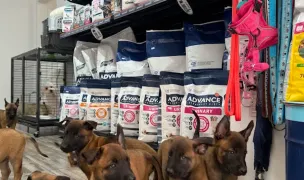 Medlovet cabinet veterinar - farmacie veterinara — Cabinete Veterinare, Mangalia, Constanța