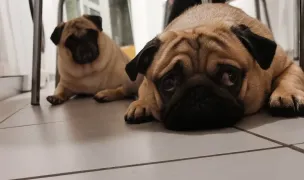 Mega Vet & Pet — Cabinete Veterinare, Municipiul Constanța, Constanța