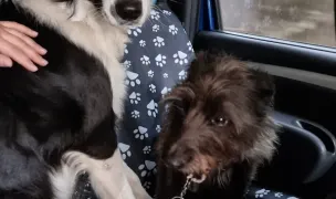 MegaDreams PET TAXI Iasi — Animal Transport, Iasi