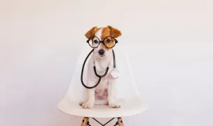 Metal Vet — Spitale Veterinare, Sectorul 4, București