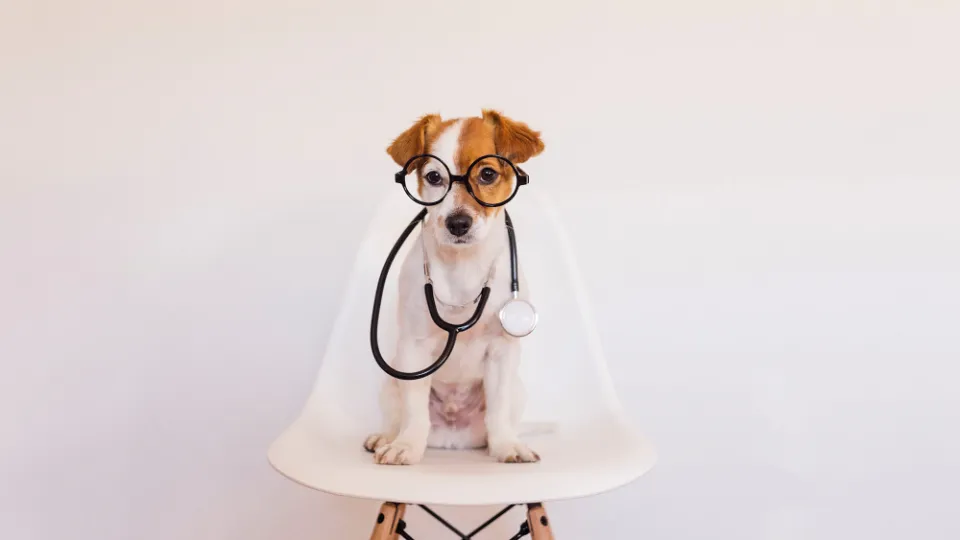 Metal Vet — fotografie de copertă
