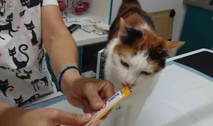 Mofturici Farmacie & Cabinet Veterinar — Cabinete Veterinare, Municipiul Iași, Iași