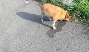 Moisa Adrian — Spitale Veterinare, Municipiul Arad, Arad