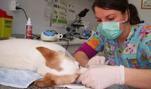 Multiserv Animalia — Pet Shop, Florești, Cluj