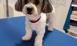 MushyPet Frizerie Canina — Toaletare Animale, Piatra Neamț
