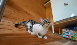 Mustiland Garden — In-Home Pet Sitting, Snagov, Ilfov