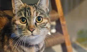 Neko Studio — Pet Hotels, Galați