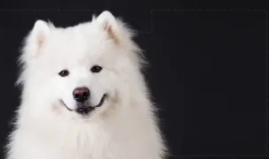 Nobil VET - Cabinet veterinar — Spitale Veterinare, Sectorul 1, București