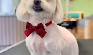 Organic Pet Grooming — Dog & Cat Salon, Timișoara