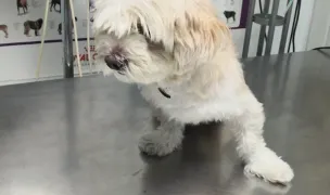 Ovidius Impex — Cabinete Veterinare, Municipiul Iași, Iași
