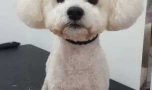 Ozzypet — Dog & Cat Salon, Timișoara