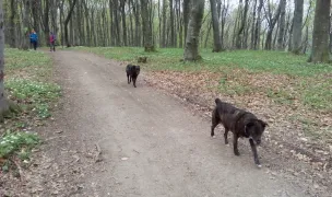 Pădurea Făget — Dog Parks, Cluj