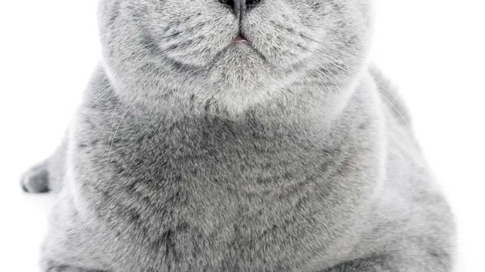 Panda Vet Care - Cat Friendly Clinic — fotografie de copertă