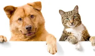 Pensiune animale “4 LĂBUȚE” — Hoteluri pentru Animale, Iași