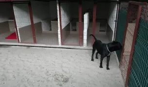 Pensiune canină Aryss — Pensiuni Câini & Pisici, Hunedoara