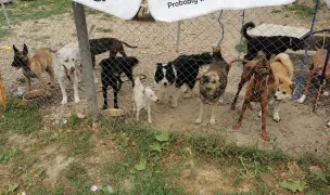 Pensiune canina Dog Camp — Dog & Cat Boarding, Bucovăț