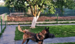Pensiune Canina & Scoala Dresaj — Hoteluri pentru Animale, Bacău