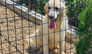 Pensiune canina Wolf Pack Dan Nistor arad — Hoteluri pentru Animale, Vladimirescu, Arad