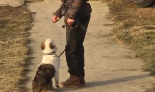 Pensiune pentru caini Roman — Animal Shelters, Roman