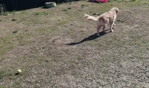 Pensiune Si Dresaj Blue Dog — Dog & Cat Boarding, România